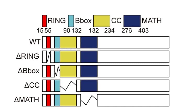 Open access visualization of Illustration, Trim37, Mutants, RING domain, Bbox domain
