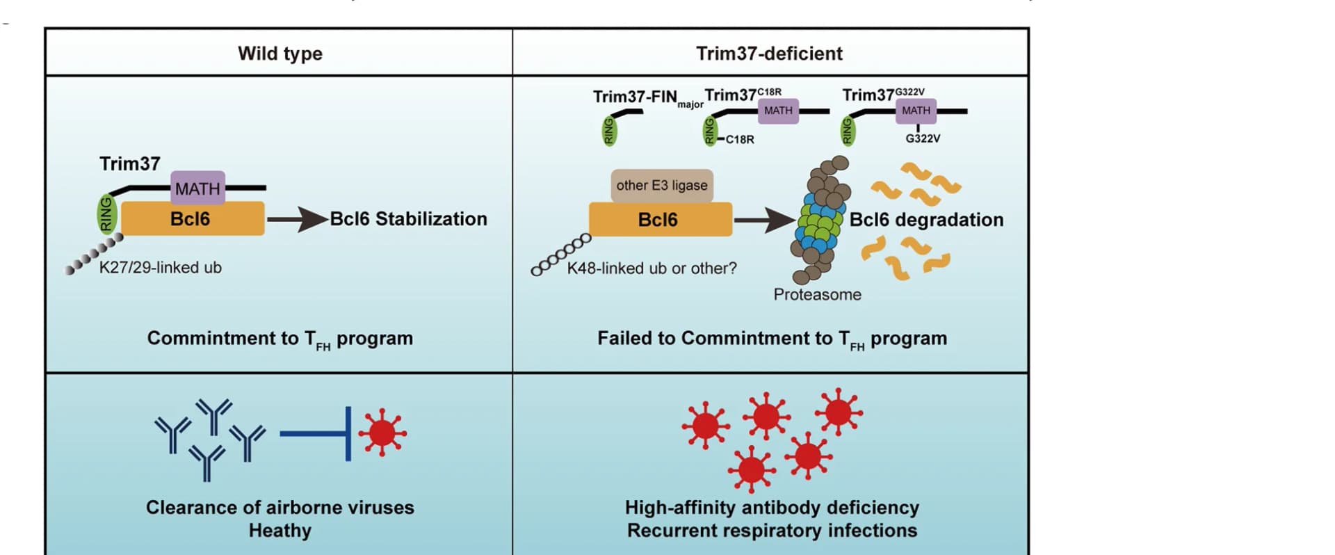 Open access visualization of Workflow, Illustration, Trim37, Ubiquitination, Bcl6