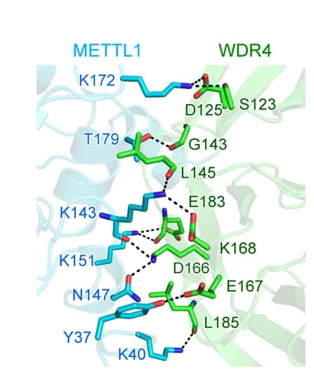 Open access visualization of Protein Structure, Chemical Structure, Protein Interface, METTL1, WDR4