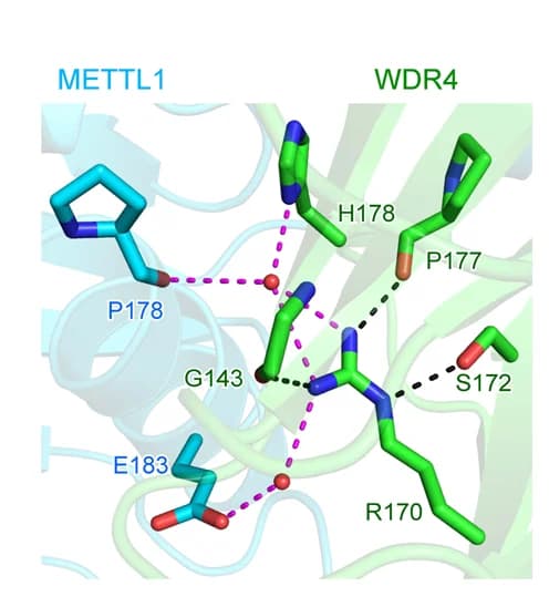 Open access visualization of Protein Structure, Chemical Structure, Protein Interactions, WDR4, METTL1