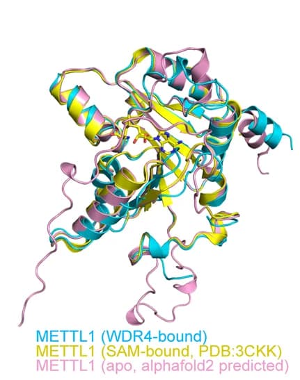 Open access visualization of Protein Structure, Protein Superimposition, WDR4, SAM, METTL1