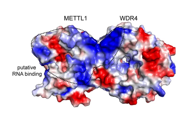 Open access visualization of Protein Structure, Electrostatic Surface, METTL1-WDR4 Complex, RNA Binding, Protein Surface