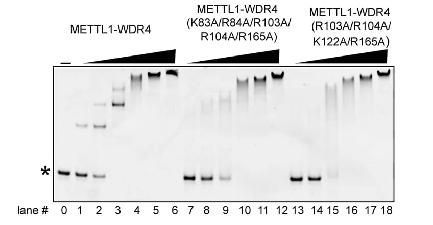 Open access visualization of Gel, EMSA, tRNA, Protein Interaction