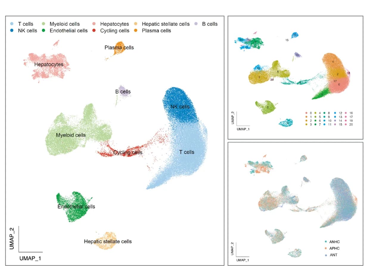 Open access visualization of UMAP, Scatter Plot, UMAP Plot, Cell Lineages
