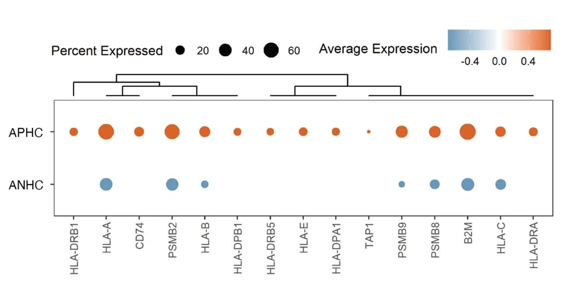 Open access visualization of Bubble Plot, Clustered, Gene Expression, Antigen Presentation, Antigen Processing