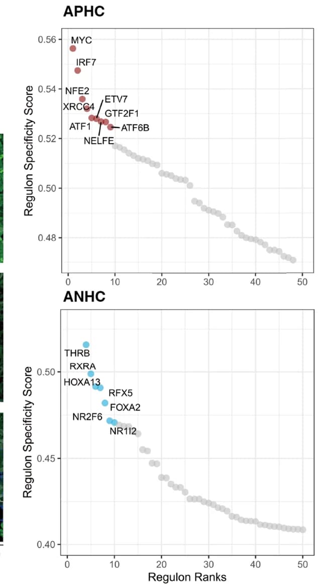 Open access visualization of Scatter Plot, Regulons, Malignant Cells, ANHC, APHC