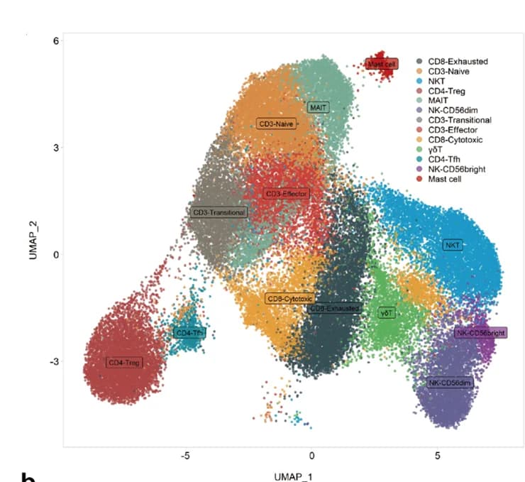 Open access visualization of UMAP, T/NK Cells, Cell Subsets