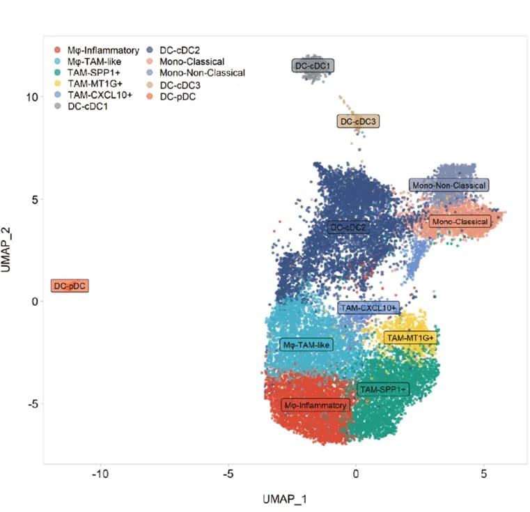 Open access visualization of UMAP, Scatter Plot, UMAP Plot, Myeloid Cells, Monocyte