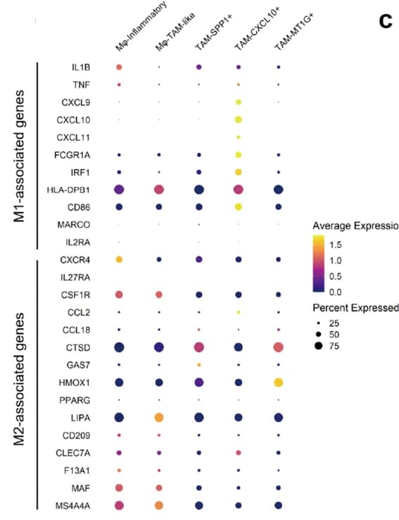 Open access visualization of Bubble Plot, M1 Macrophages, M2 Macrophages, Gene Expression, Macrophages