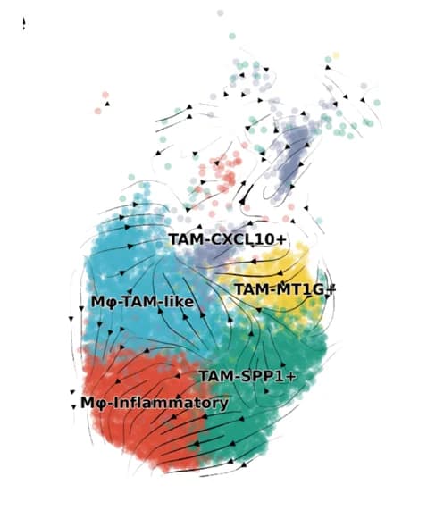 Open access visualization of Scatter Plot, UMAP, RNA Velocity, Macrophages