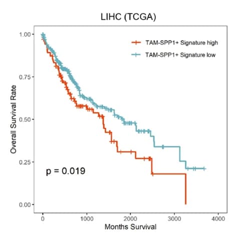 Open access visualization of Survival Curve, Kaplan-Meier Plot, Overall Survival, TCGA Dataset, TAM-SPP1 Signature