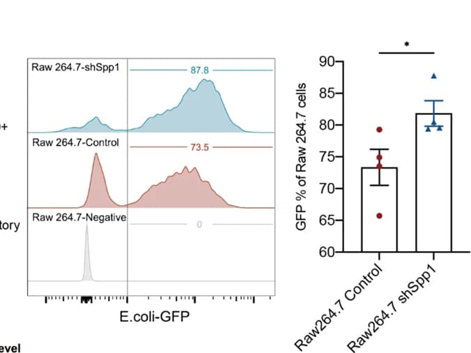 Open access visualization of Histogram, Error Bars, Scavenger Function, Raw 264.7, shSpp1