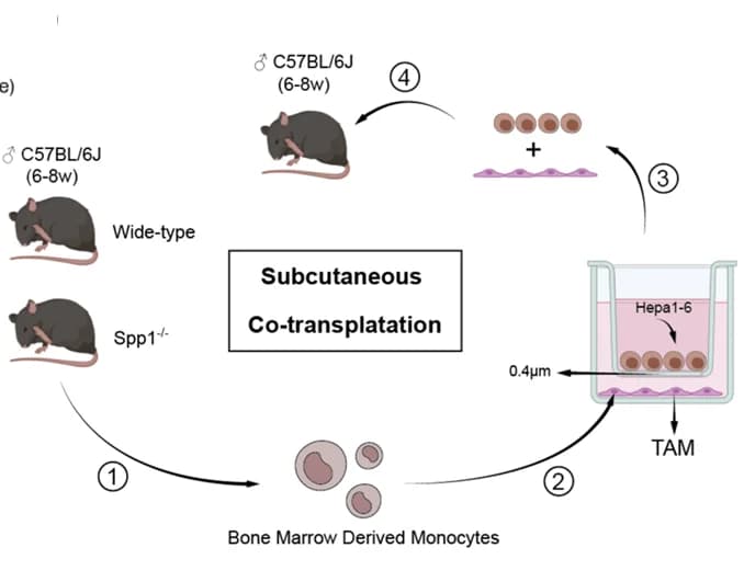 Open access visualization of Workflow, Flowchart, Illustration, Subcutaneous co-transplantation model, Experimental procedure