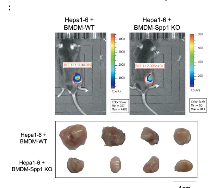 Open access visualization of Microscopy, Photo, Luminescence imaging, Tumor morphology, Subcutaneous co-transplantation model