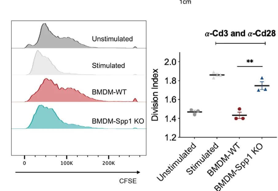 Open access visualization of Histogram, Bar Plot, Error Bars, CFSE intensity, T cell