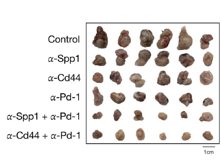 Open access visualization of Photo, Tumor morphology, C57BL/6 mice, In vivo therapies