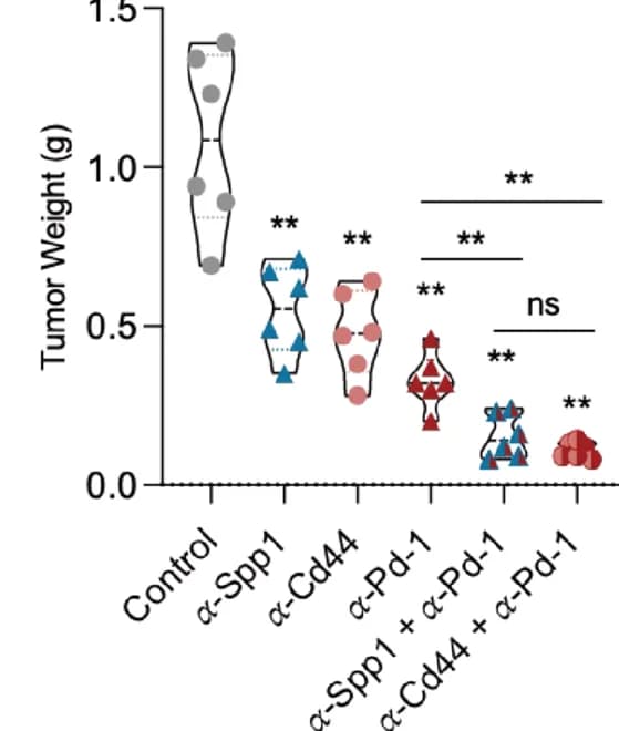 Open access visualization of Violin Plot, Tumor weight, IFN-gamma, CD8+ T cell, C57BL/6 mice