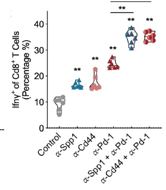 Open access visualization of Violin Plot, Tumor weight, IFN-gamma, CD8+ T cell, C57BL/6 mice