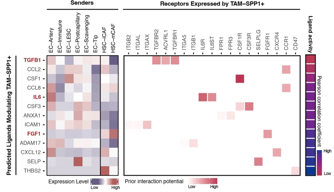 Open access visualization of Heatmap, Relative expression, Ligands, Stromal Cells, scRNA-seq