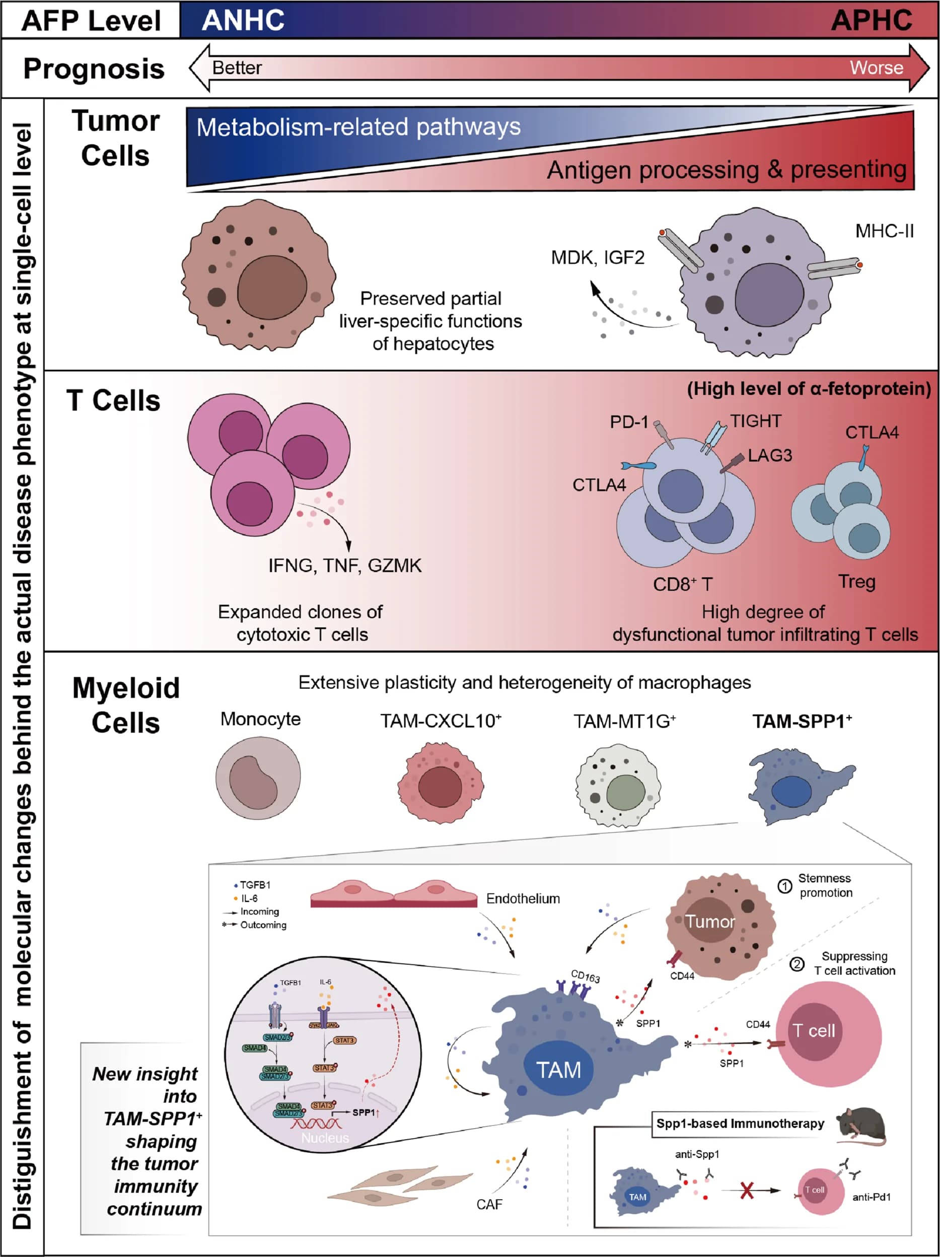Open access visualization of Workflow, Illustration, Pathway, Immune Microenvironment, ANHC