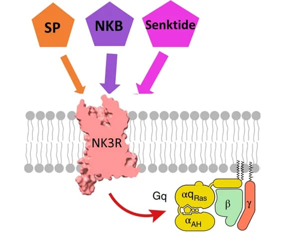 Open access visualization of Workflow, Illustration, Tachykinins, NK3R Activation, Gq Protein