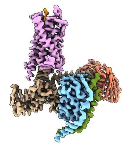 Open access visualization of Protein Structure, Cryo-EM, Density Maps, SP, NK3R