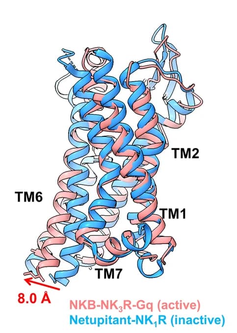 Open access visualization of Protein Structure, NKB, NK3R-Gq complex, Netupitant, NK1R