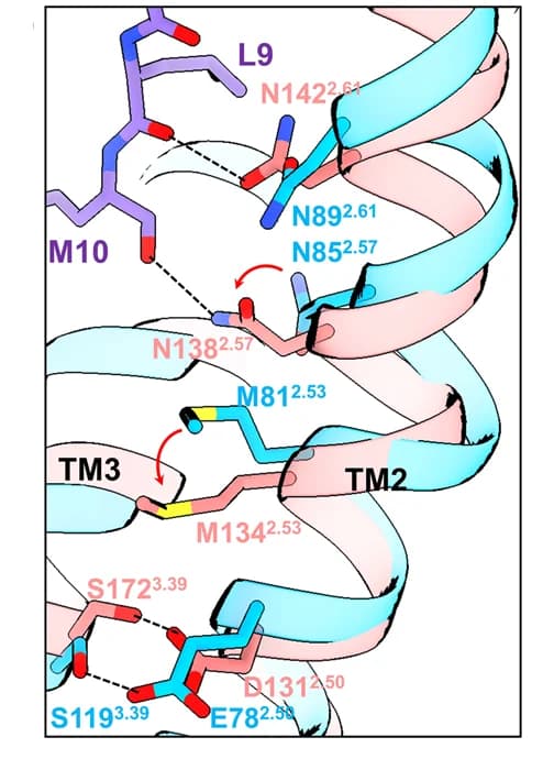 Open access visualization of Protein Structure, Chemical Structure, Conformational changes, TM2, NKB