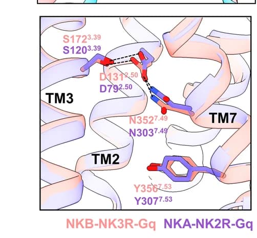 Open access visualization of Protein Structure, D79 2.50, N303 7.49, NK2R, D131 2.50