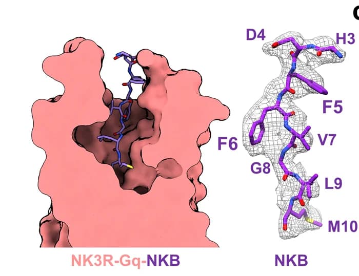 Open access visualization of Protein Structure, Chemical Structure, Space-filling model, NKB, NK3R-Gq complexes