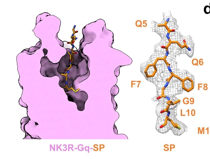 Open access visualization of Protein Structure, Chemical Structure, Cross-sectional view, SP, NK3R-Gq complexes
