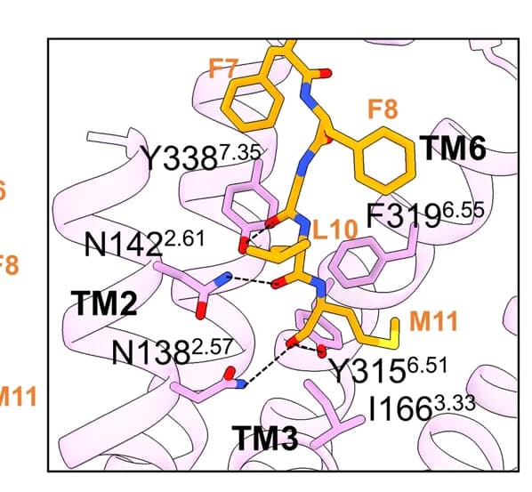 Open access visualization of Protein Structure, Orthosteric binding pocket, SP, NK3R, Amino acids