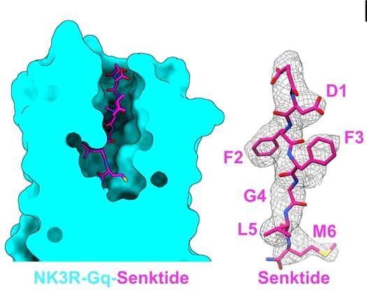 Open access visualization of Protein Structure, Chemical Structure, Space-filling Model, Cross-sectional View, Senktide