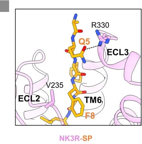 Open access visualization of Protein Structure, Chemical Structure, Interactions, Senktide, SP