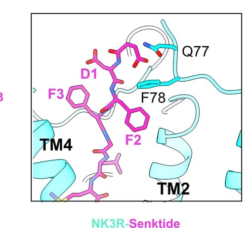 Open access visualization of Protein Structure, Chemical Structure, Structural Comparison, N-termini, Senktide