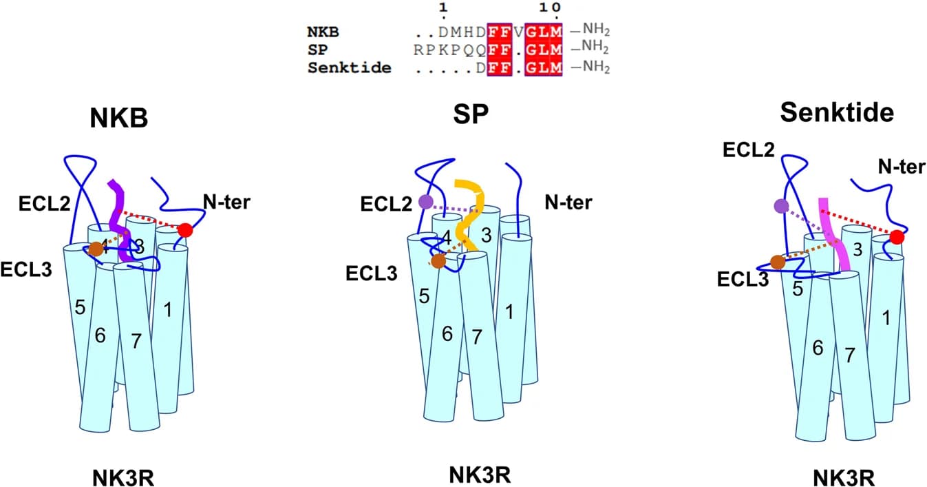 Open access visualization of Chemical Structure, Illustration, Peptide Ligands, NK3R, NKB
