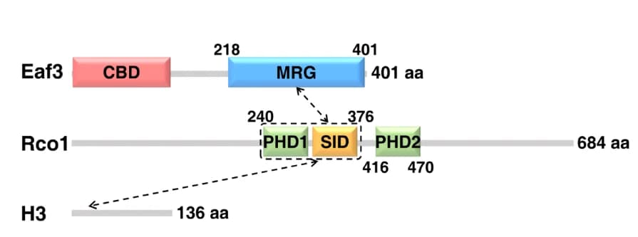 Open access visualization of Illustration, Eaf3, Rco1, Domain Architecture, MRG