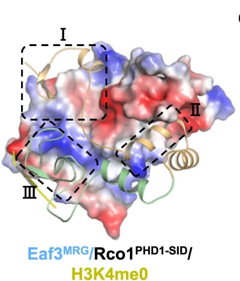 Open access visualization of Protein Structure, Electrostatic Surface, Eaf3, Rco1, MRG