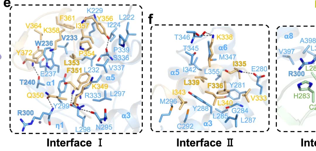 Open access visualization of Protein Structure, Interactions, Eaf3, Rco1, MRG