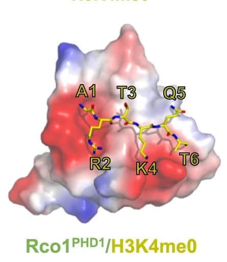 Open access visualization of Protein Structure, Chemical Structure, Electrostatic Surface, Rco1, PHD1