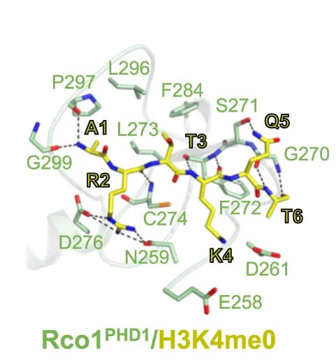 Open access visualization of Protein Structure, Chemical Structure, Interaction, Rco1, PHD1