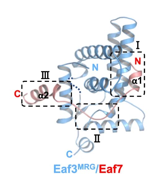 Open access visualization of Protein Structure, Structure, Eaf3, Eaf7, MRG