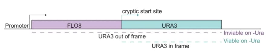 Open access visualization of Illustration, Workflow, Reporter System, Transcription