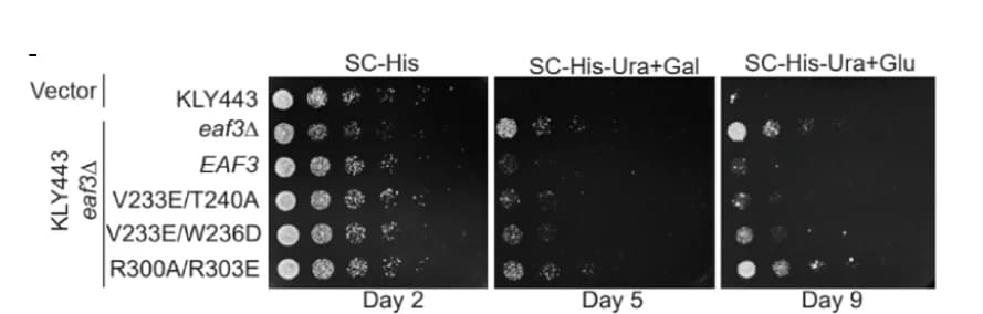 Open access visualization of Gel, Spotting Assays, Strains, Synthetic Complete Agar, Histidine