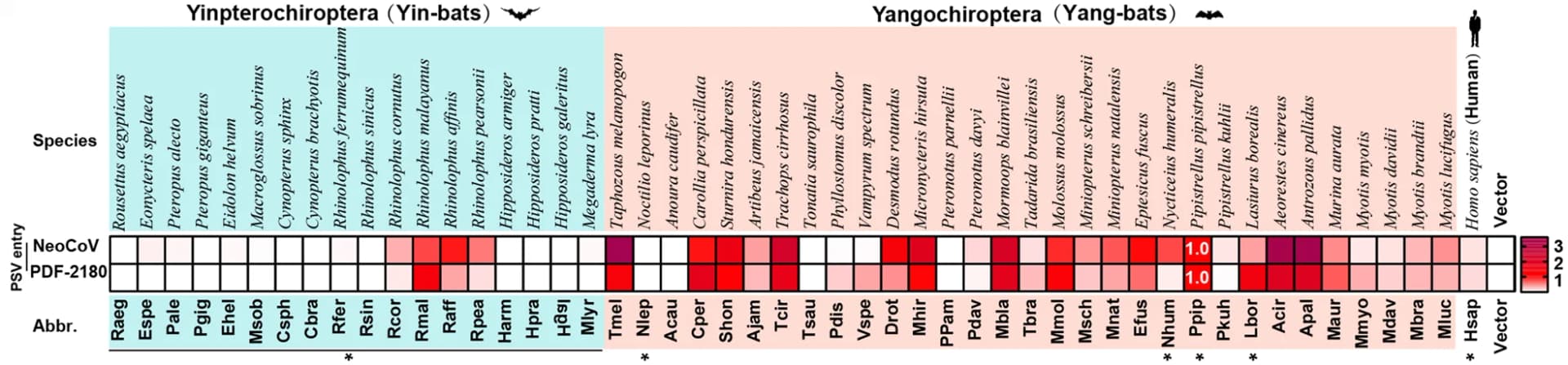 Open access visualization of Heatmap, Heat Map, Pseudovirus Entry Efficiency, HEK293T Cells, Bat ACE2 Orthologues