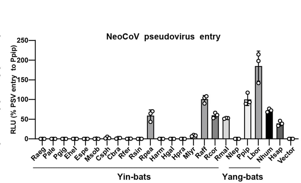 Open access visualization of Bar Plot, Error Bars, Pseudovirus Entry Efficiency, HEK293T Cells, ACE2 Orthologues