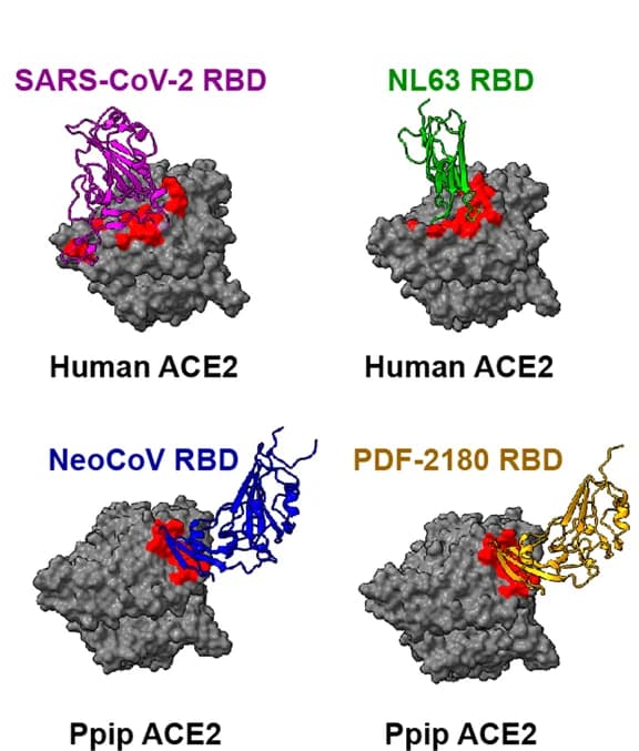 Open access visualization of Protein Structure, RBD Binding Modes, ACE2, Coronaviruses, RBD Footprints