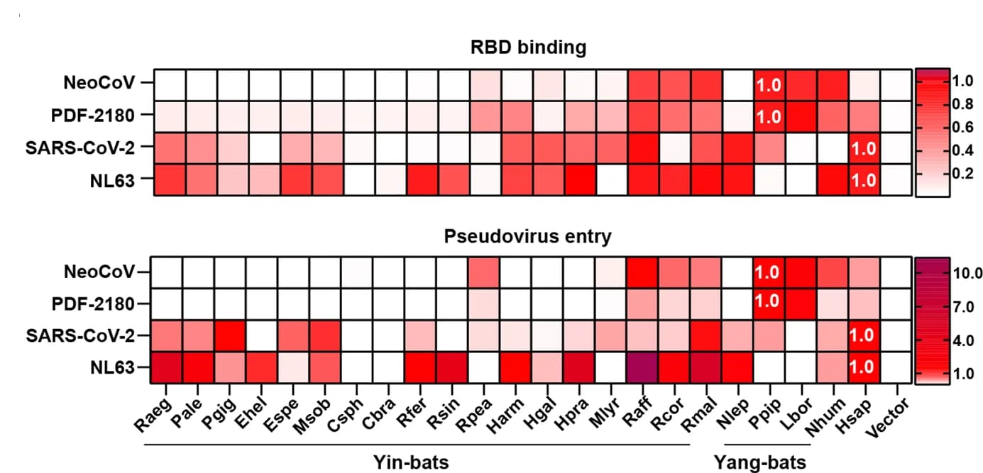 Open access visualization of Heatmap, Heat Map, RBD Binding, Pseudoviruses Entry Efficiency, ACE2