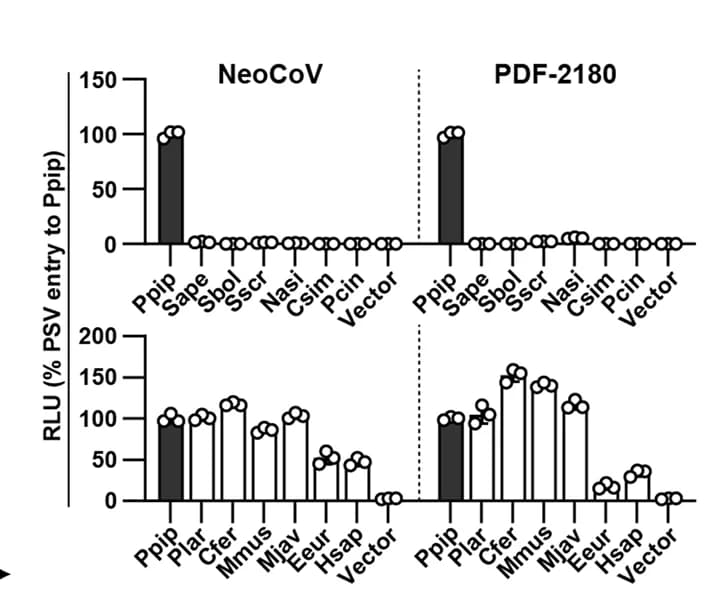Open access visualization of Bar Plot, Scatter Plot, Pseudovirus Entry, ACE2 Orthologues, HEK293T Cells