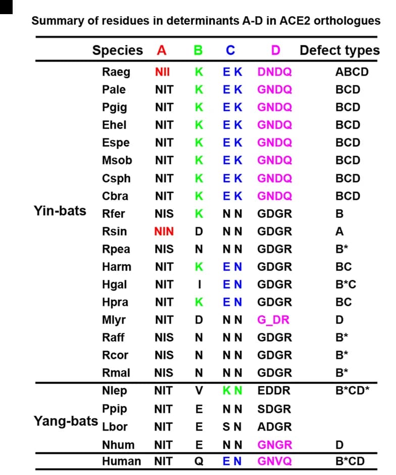 Open access visualization of Table Image, NeoCoV RBD, Ppip ACE2, Binding Interface, Glycosylation